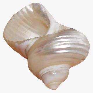 Sea Shell Aesthetic Tumblr White Minimalistic Pretty - Aesthetic Shell