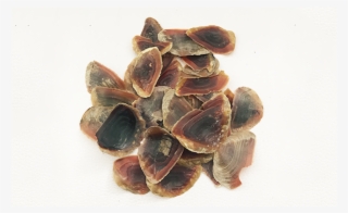 Importers Of Conch Shell, Importers Of Conch Shell - Mussel