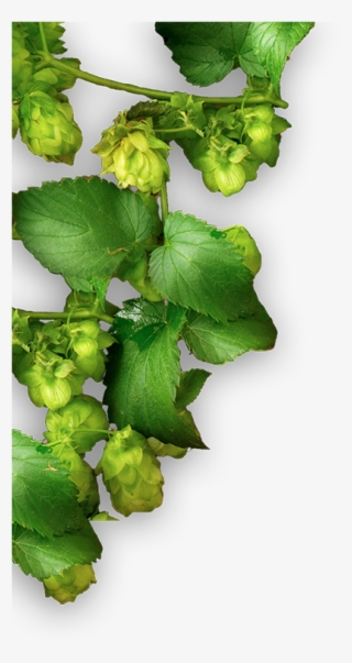 Home Plant Smaller - Coriander