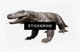 Komodo Dragon Hd
