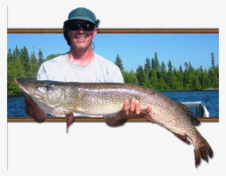 Big Lunker Fight All The Way To The Net With Its Deep - Pull Fish Out Of Water