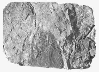 Carbonate With The Actinopterygian Fish Paramblypterus
