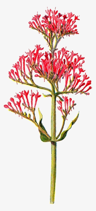 Tiny Flower Png Picture Royalty Free - Flower Botanical Png