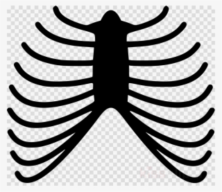 Human Skeleton Icon Clipart Human Skeleton Clip Art - Skeleton Png Body