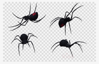 Widow Spiders Clipart Southern Black Widow Spider Western - Widow Spiders