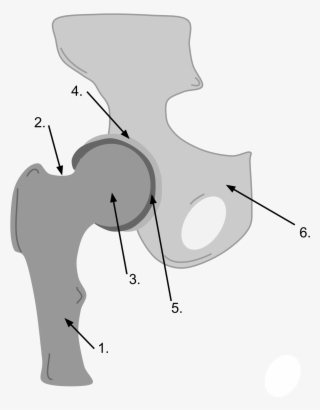 Open - Ball And Socket Joint Drawing