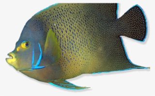 Reef Fish - Coral Reef Fish