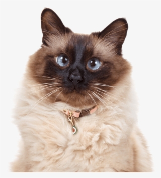 Search - Balinese Cat Hypoallergenic Cats