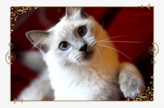 Traditional Siamese Cat Breeder Kittens For Sale Applehead - Thai Cat