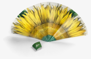 Picture Of Flower Fan Sunflower - Large Sunflower (flos Solis Maior), Plate 1 713 Edition