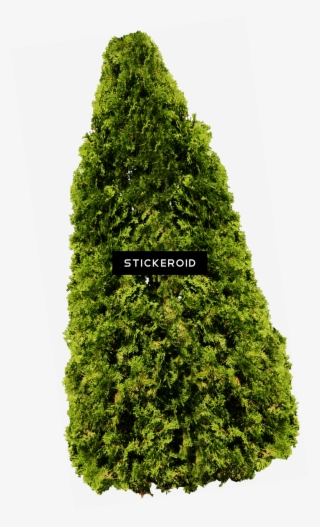 Tree - Tree Png