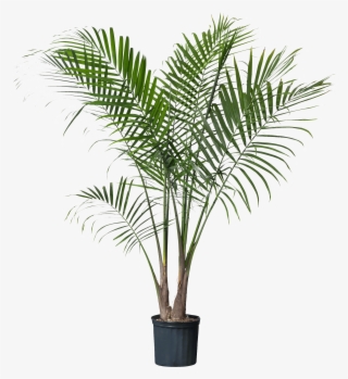 Palm Plant