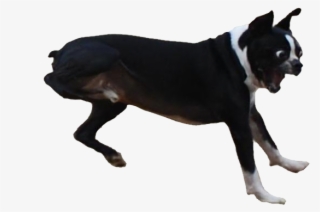 I Spent A Lot Of Time Cutting Out This Surprised Dog - Longer You Stare The Funnier It Gets Dog