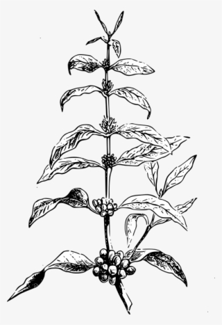 Graphic Black And White Download Berries Drawing Mulberry - Coffee Bean Plant Illustration