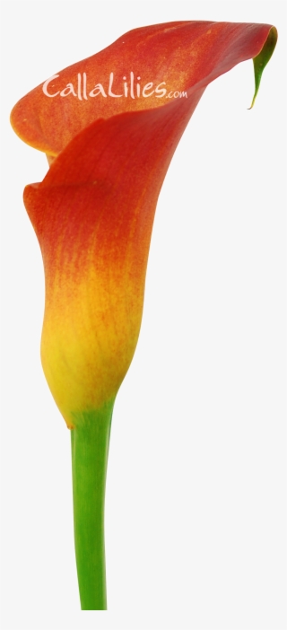 Orange Tinted Flower - Arum