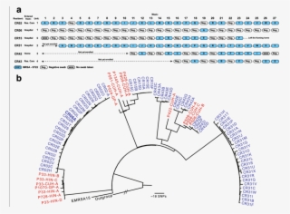 The Epidemiology And Phylogeny Of Mrsa In The Cambridge - Methicillin Resistant Staphylococcus Aureus Infection