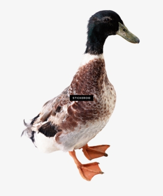 White Duck - Gambar Bebek Png