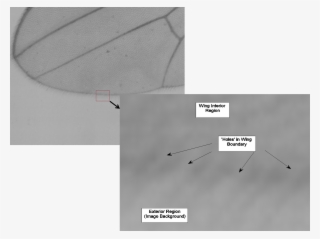 I Would Like To Create This Graphic Inside Of Latex, - Pgf/ti<i>k</i>z