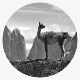Llama