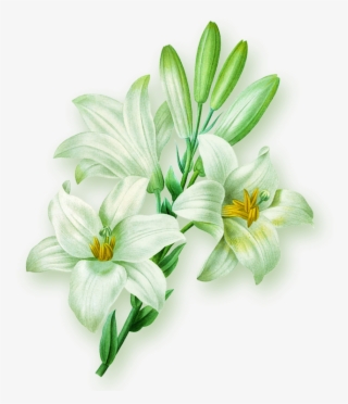 Lilium Flower Illustration A Blue Lily Hand