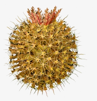 Ascidiae/olive Pin Cushion Pink Fruff Copy This Work