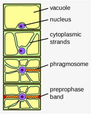 Cytoplasmic Strands