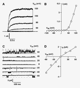 Isolated Vacuoles Of Arabidopsis Mesophyll Cells Show - Cell