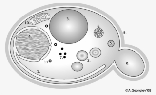 Yeast Cell -schematic Representation - Cisternae Yeast