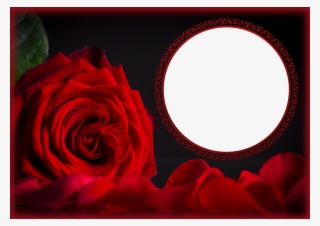 Rose Garden Png