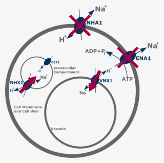 The Vnx1- Antiporter Exchanges Na And K With H From - Plasmid