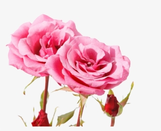 Beautiful Pink Roses - Rose