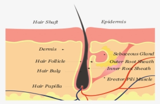 Where A Patient's Blood Is Drawn, Separated And Concentrated - 毛根 毛囊