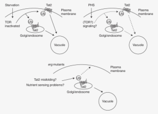 Regulation Of Tat2 Sorting To The Vacuole - Biological Pathway