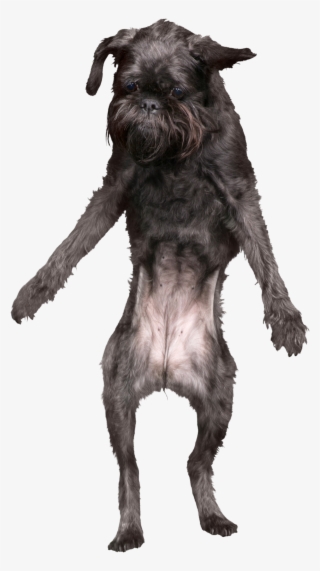 Penelope - Standard Schnauzer