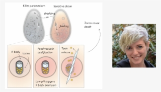 Addgene On Twitter - Diagram