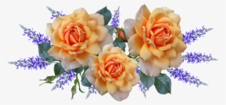 Flowers, Roses, Arrangement, Perfume, Garden, Nature - Perfume