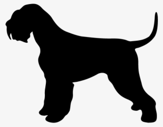 Ds 0027 Giant-schnauzer - Terrier