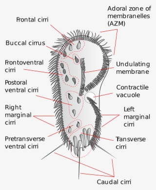 Hypotrich Wikipedia Rh En Wikipedia Org Difflugia Labeled
