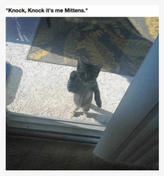 Cat Knocking At The Door