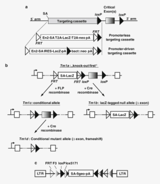 Eucomm Conditional Alleles A - Eucomm
