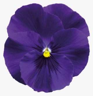 Delta® F1 Deep Blue - Delta Air Lines