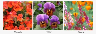 Spring Annuals - Nemesia Seeds - Orange Prince - 5000 Seeds