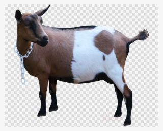Goat Clipart Goat Sheep Cattle - Vector Graphics