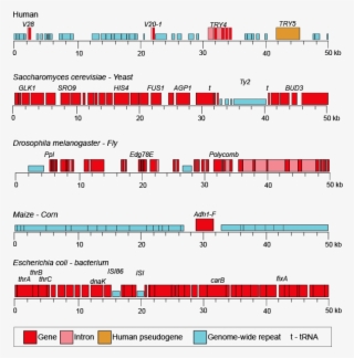 This Figure Shows 50 Kb Segments Of Different Genomes, - Genomic Non Coding Regions