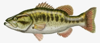 Click And Drag To Re-position The Image, If Desired