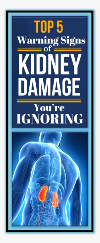 A Kidney Is A Reddish Brown, Bean-shaped Organ That - Kidney