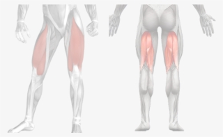Muscles-cuisses - Tights