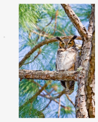 Great Horned Owl - Eastern Screech Owl