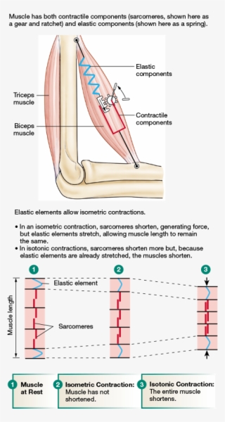 19 Series Elastic Elements In Muscle - Diagram