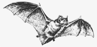 Bat - Black And White Bat